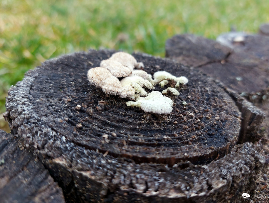 Kis kártékony hasadtlemezű