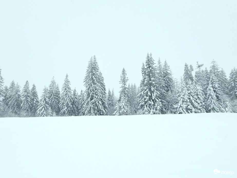 Hólepelbe öltözött fenyves