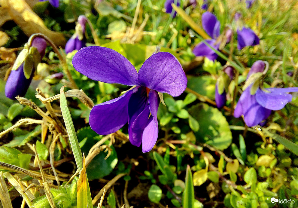 Ibolya, ibolya,  vén erdőnek fiatal  mosolya!