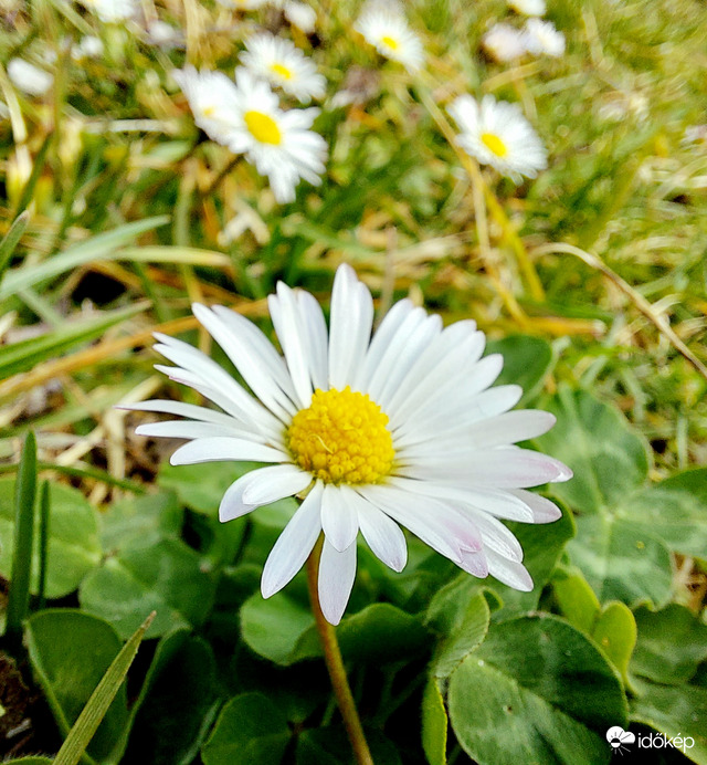 Mindig szép százszorszép :)