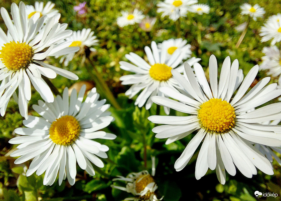 Napfényben fürdőzők