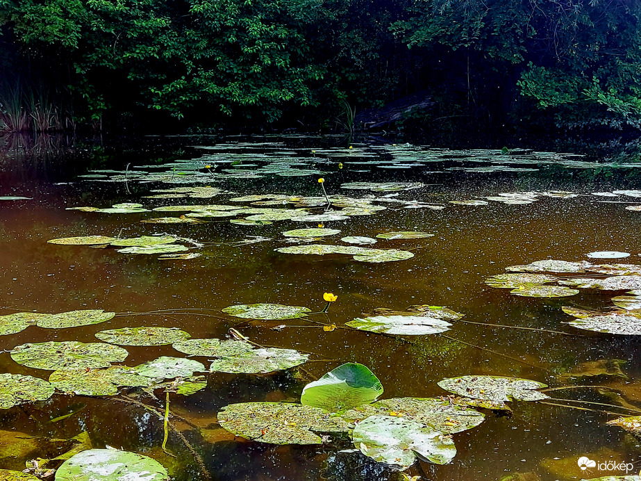Ahol a vízitök virágzik