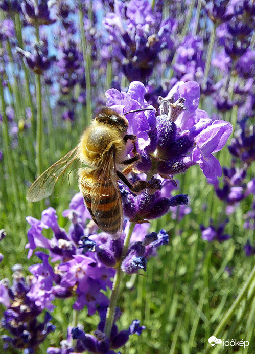 Az a csábító nektár!
