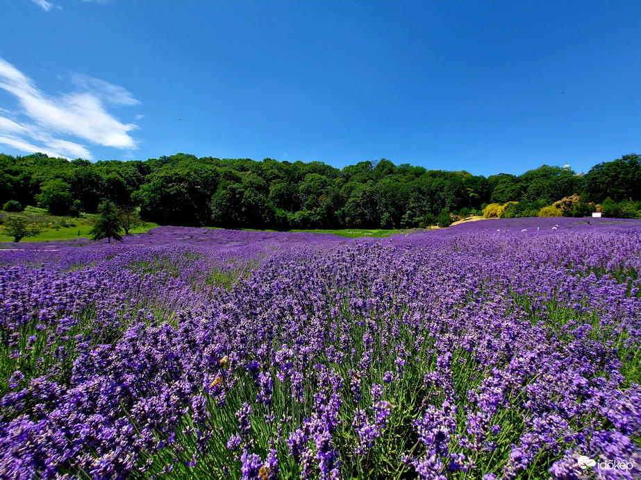 Levendula mindeütt :)