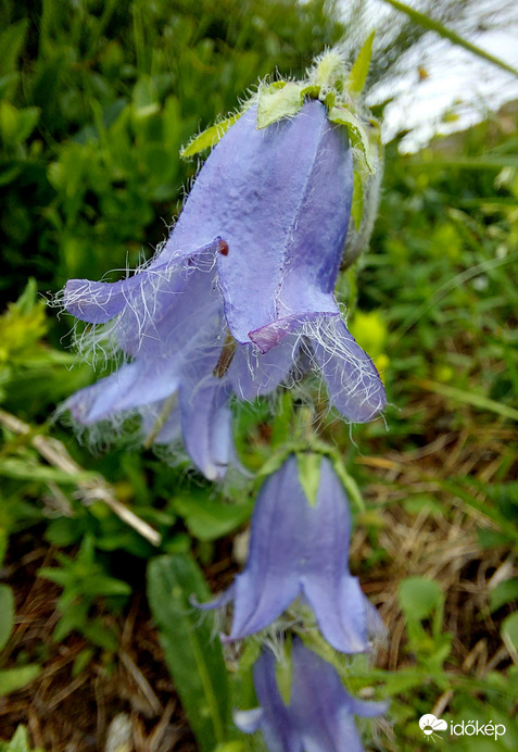 Szakállas harangvirág az Alpokból.