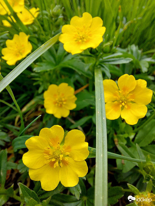 Hegyi gyömbérgyökér