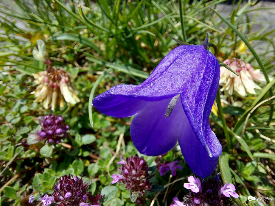 Kereklevelű harangvirág