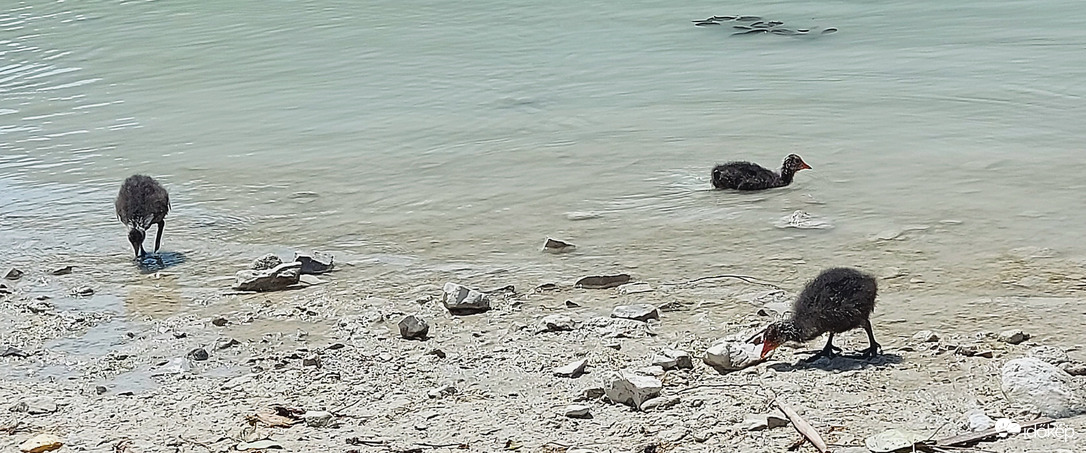 Bemutatom a gyerekeimet!