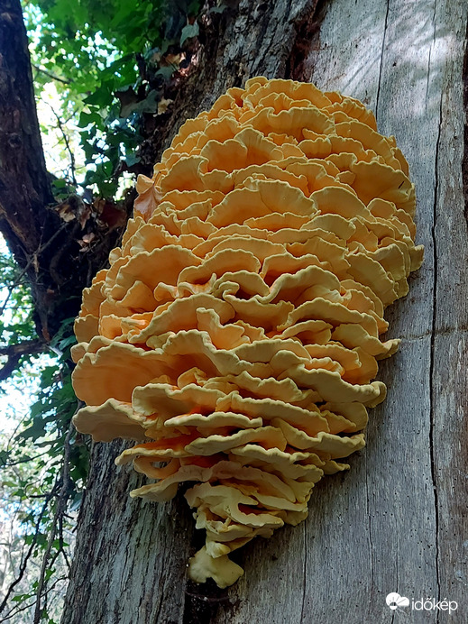 Vidám sárga gévagomba