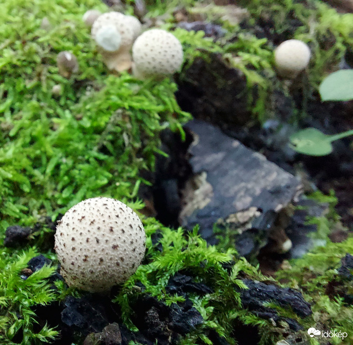 Körtealakú pöfeteg