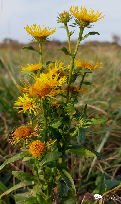 Virágok is elköszönőben.
