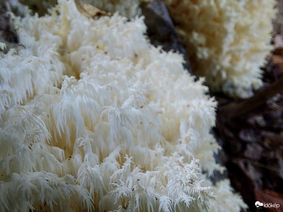 Közönséges petrezselyemgomba.