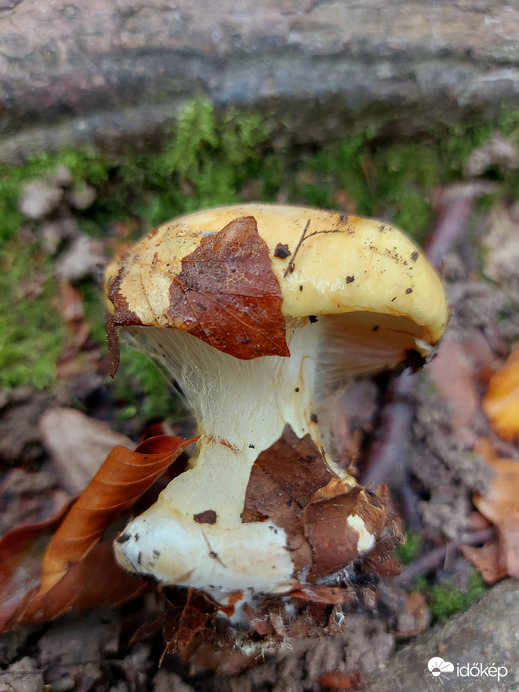 Pókhálós gombafaj