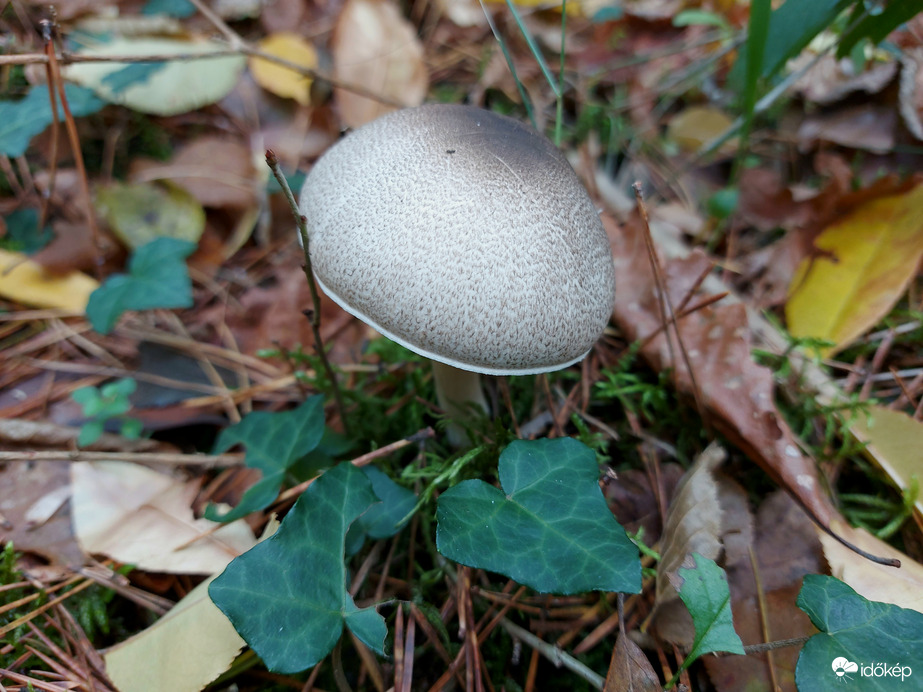 Tintaszagú csiperke