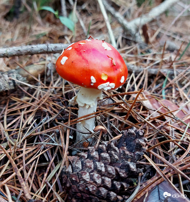 Valaki már megkóstolta :)