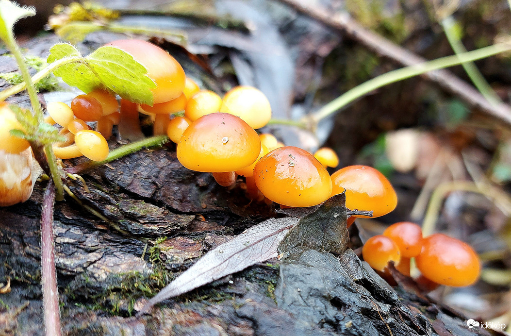 Téli fülőke,a téli gombaász :)