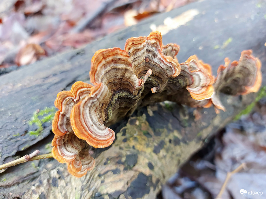 Bársonyos réteggomba