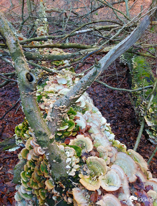 Lilaszegélyű egyrétűtapló.