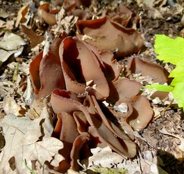 Gombakalandok a Bakonyban.