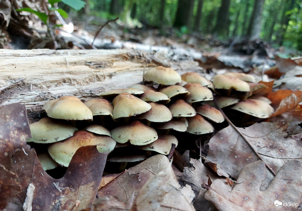 Sárga kénvirággombák.