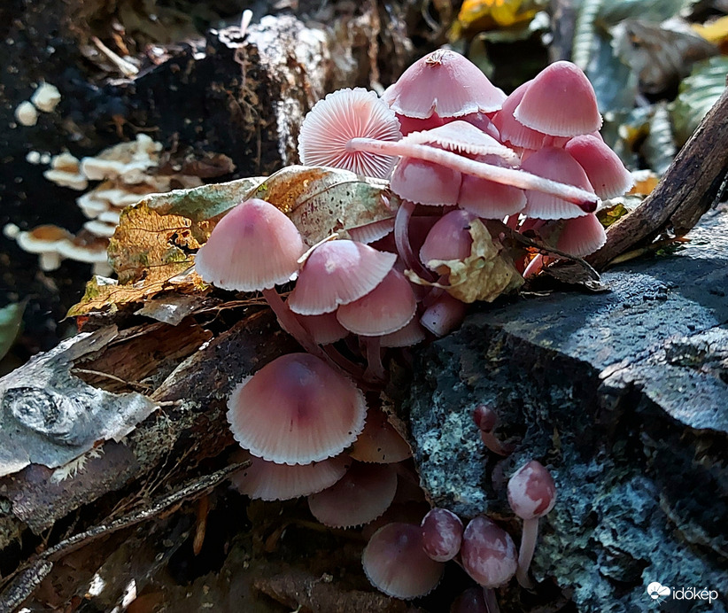 Vérző kígyógomba