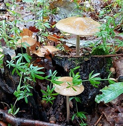 Nyálkás gyökeresfülőkék