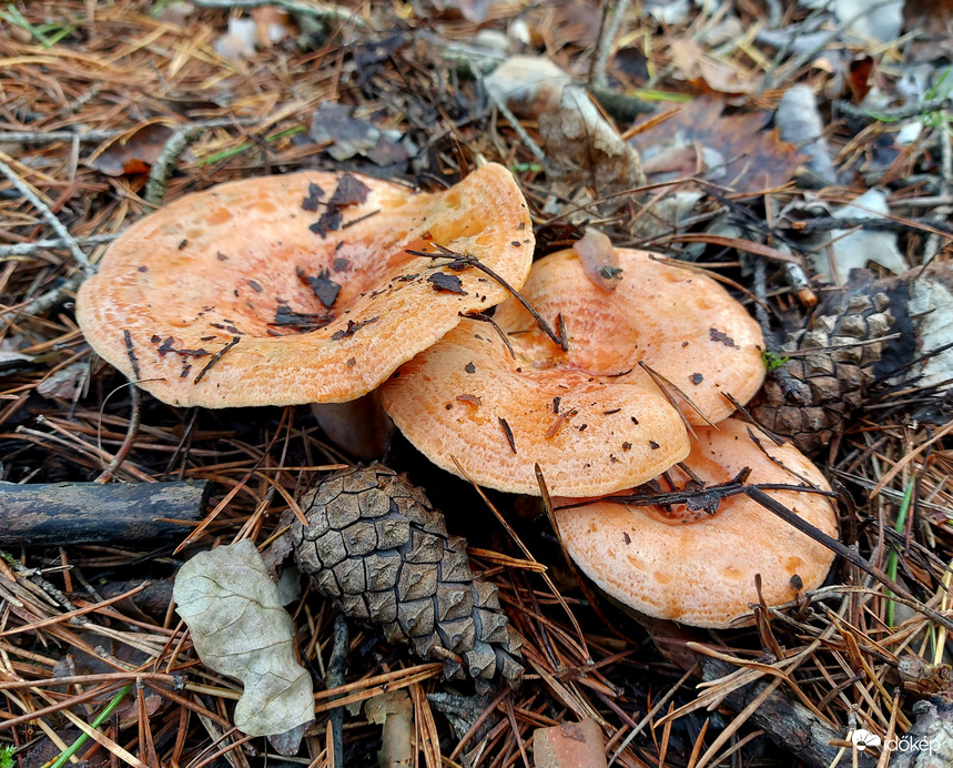 Ízletes rizikék csendélete