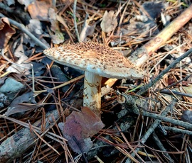 Tüskés őzlábgomba