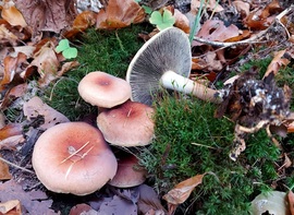 Vöröses kénvirággomba