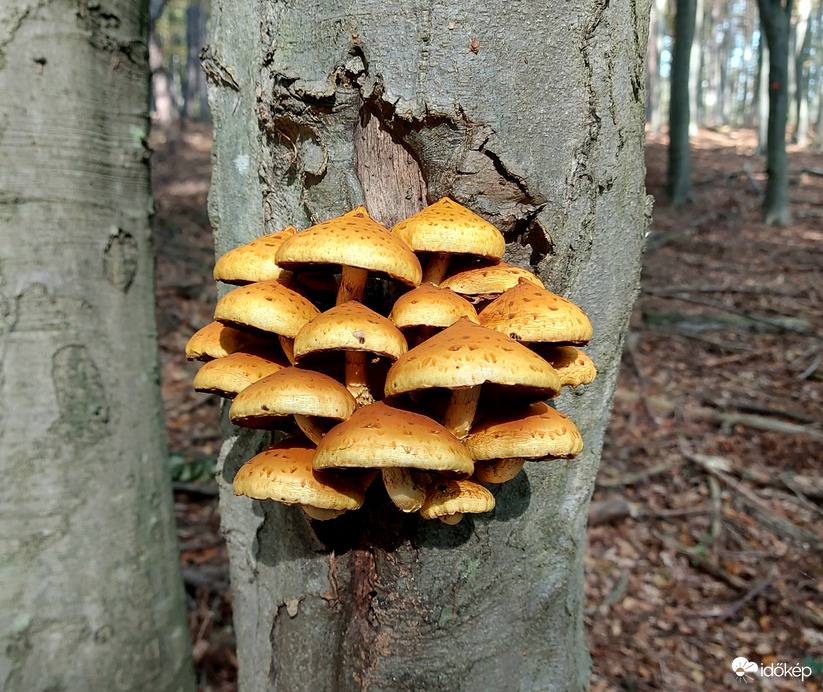 Rozsdasárga tőkegomba.