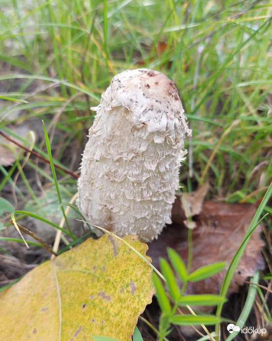 Gyapjas tintagomba,alias "gyapi". :)