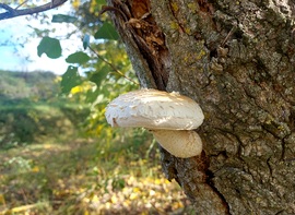 Nyárfa-tőkegomba.