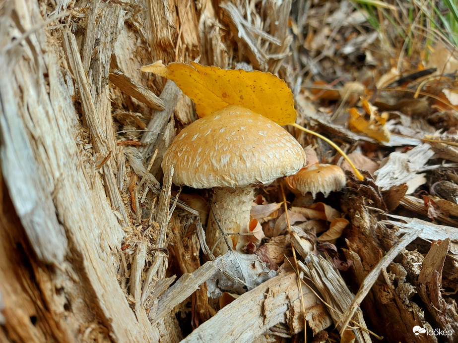 Nyárfa-tőkegombák