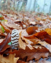 Bébi harkály tintagomba.