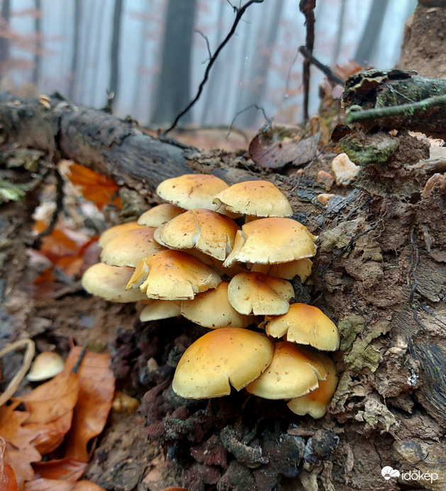 Sárga kénvirággombák.