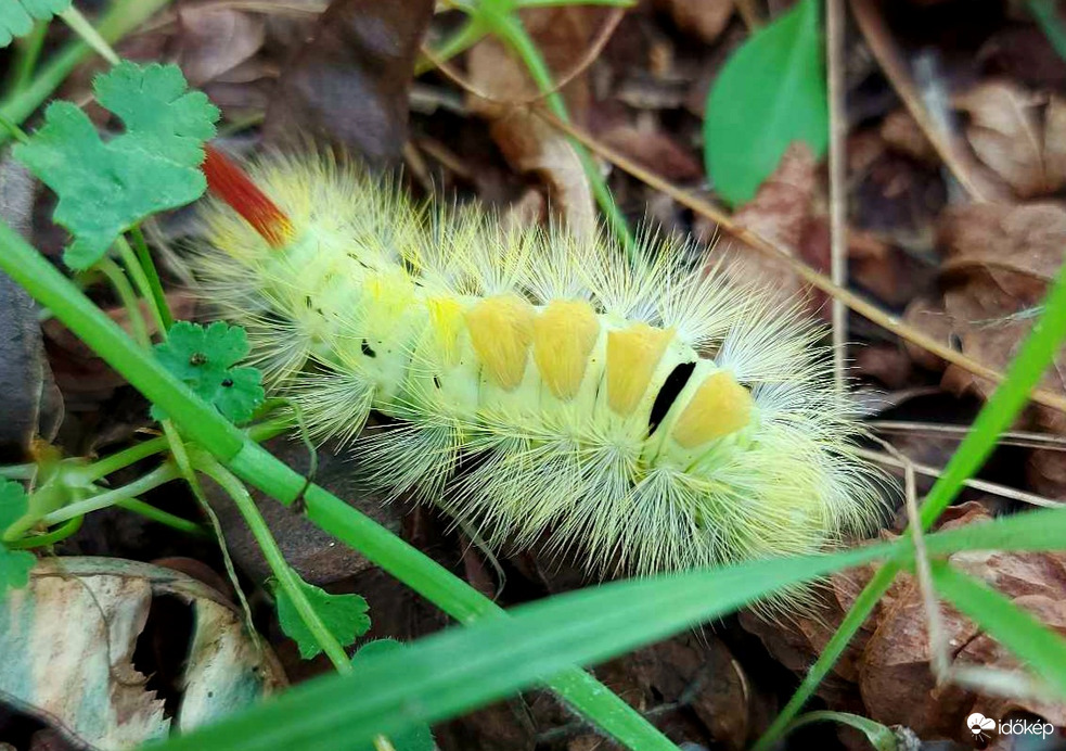 Hamvas gyapjaslepke hernyója