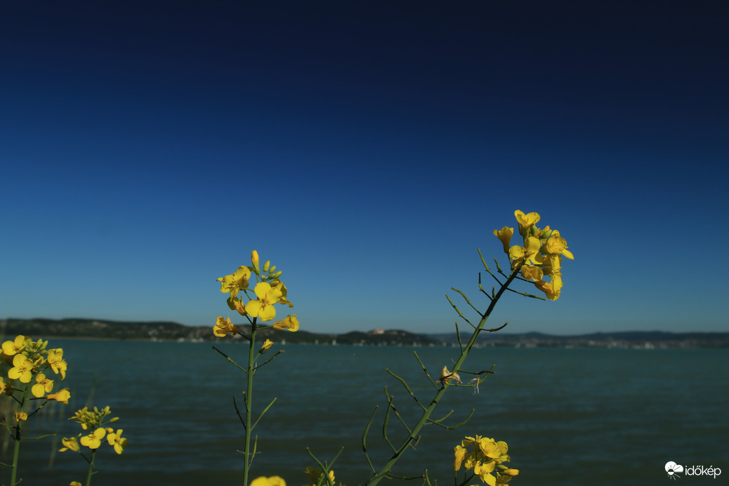 Balaton