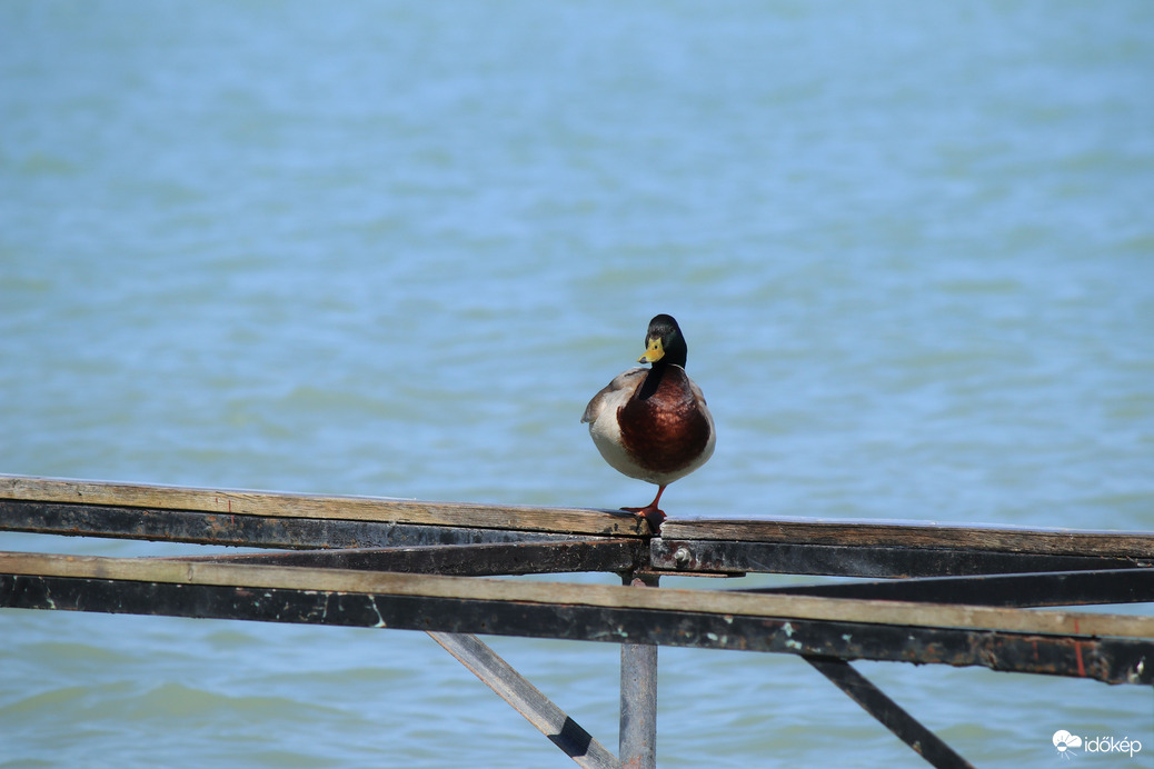 Balaton