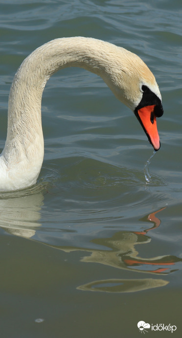 Balaton