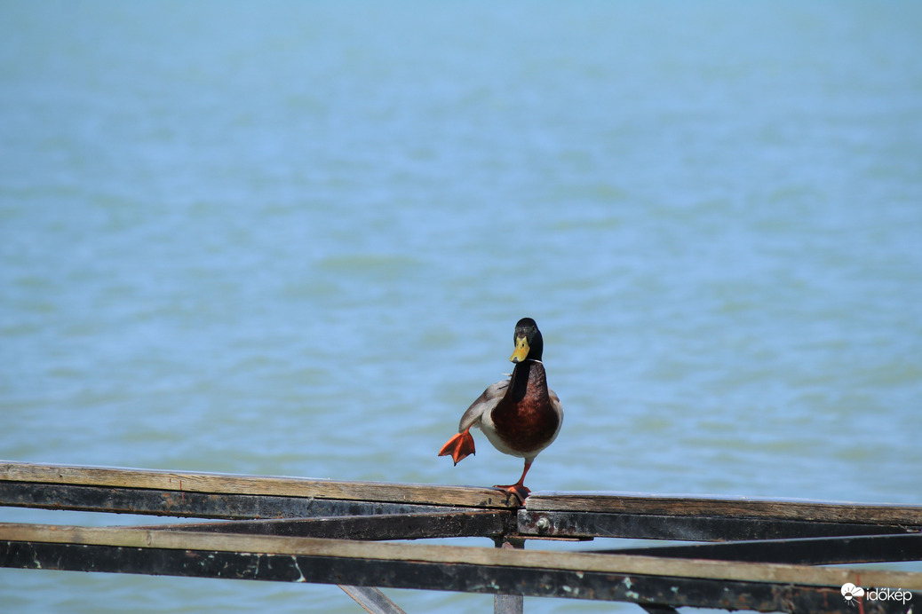 Balaton