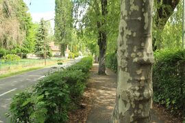 Balaton