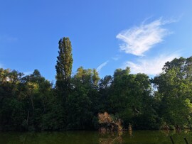 Szarvas