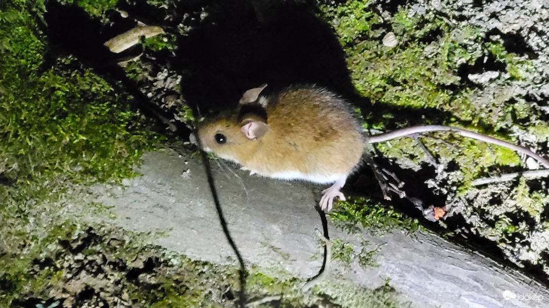 Nem mindenki tud aludni..