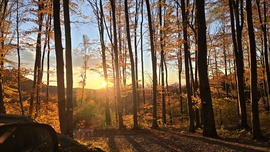 Mályinkai úton (2513.sz út)