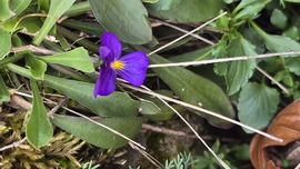 Őr-kő aktív lakója