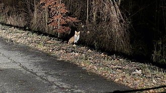 Nem mindenki tud aludni