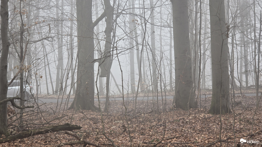 "Csoda fa" a Bükkben