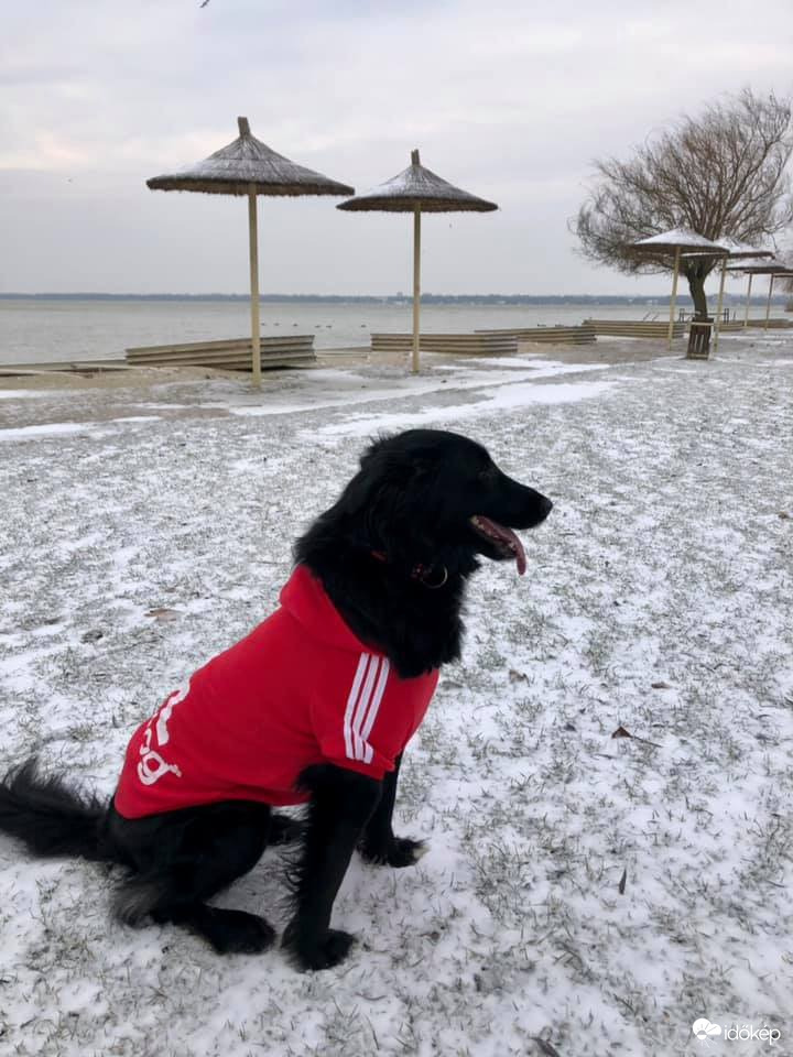 Cidri van de strandolok