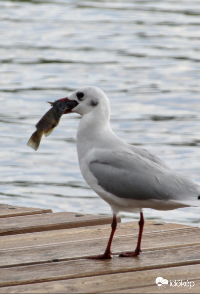A nagy Ho-ho-ho-horgász
