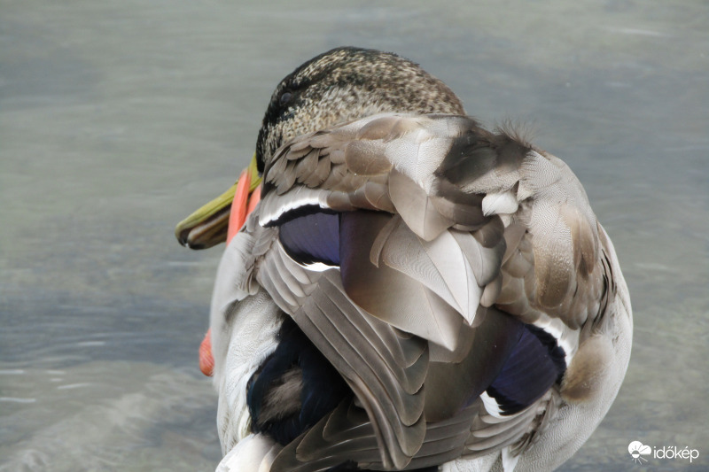 Reggeli fésülködés